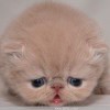 faTCcSBlErmFH